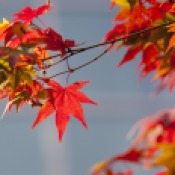 autumn-leaves-2916638_960_720