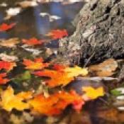 Fall leaves water tree